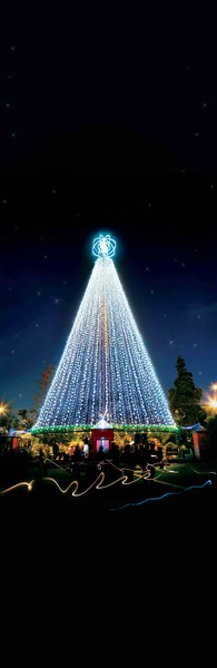 Last year�s Telecom Tree lit up in Victoria Park